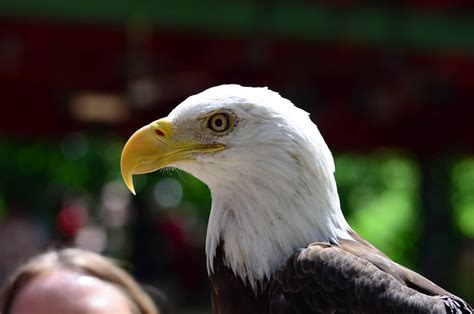 eagle aat|Shot bald eagle in St. Louis shows signs of recovery after third .